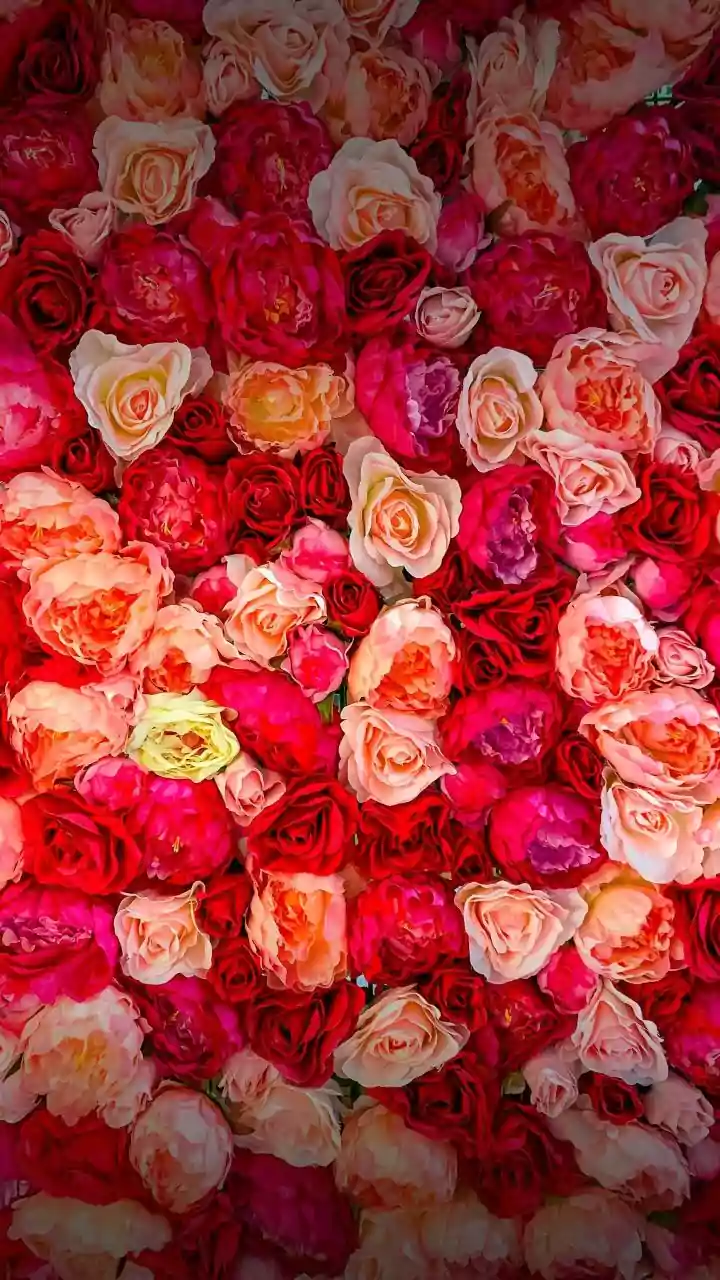 Ranchi's Winter Blooms: A Guide to the Rose Show & Gardening