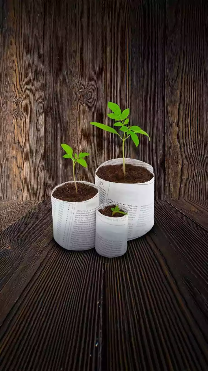 5 must-have seeds for a sustainable home garden