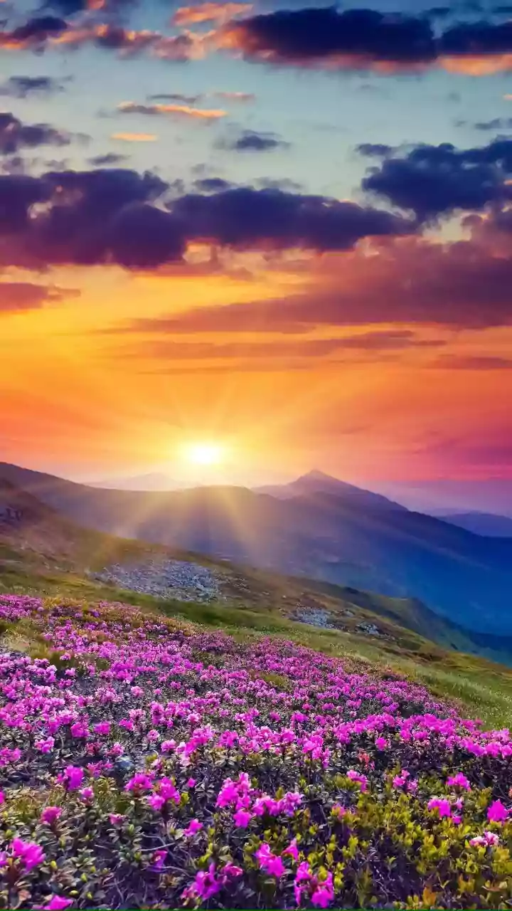 Uttarakhand's Bloom Season Is Officially Worth Planning