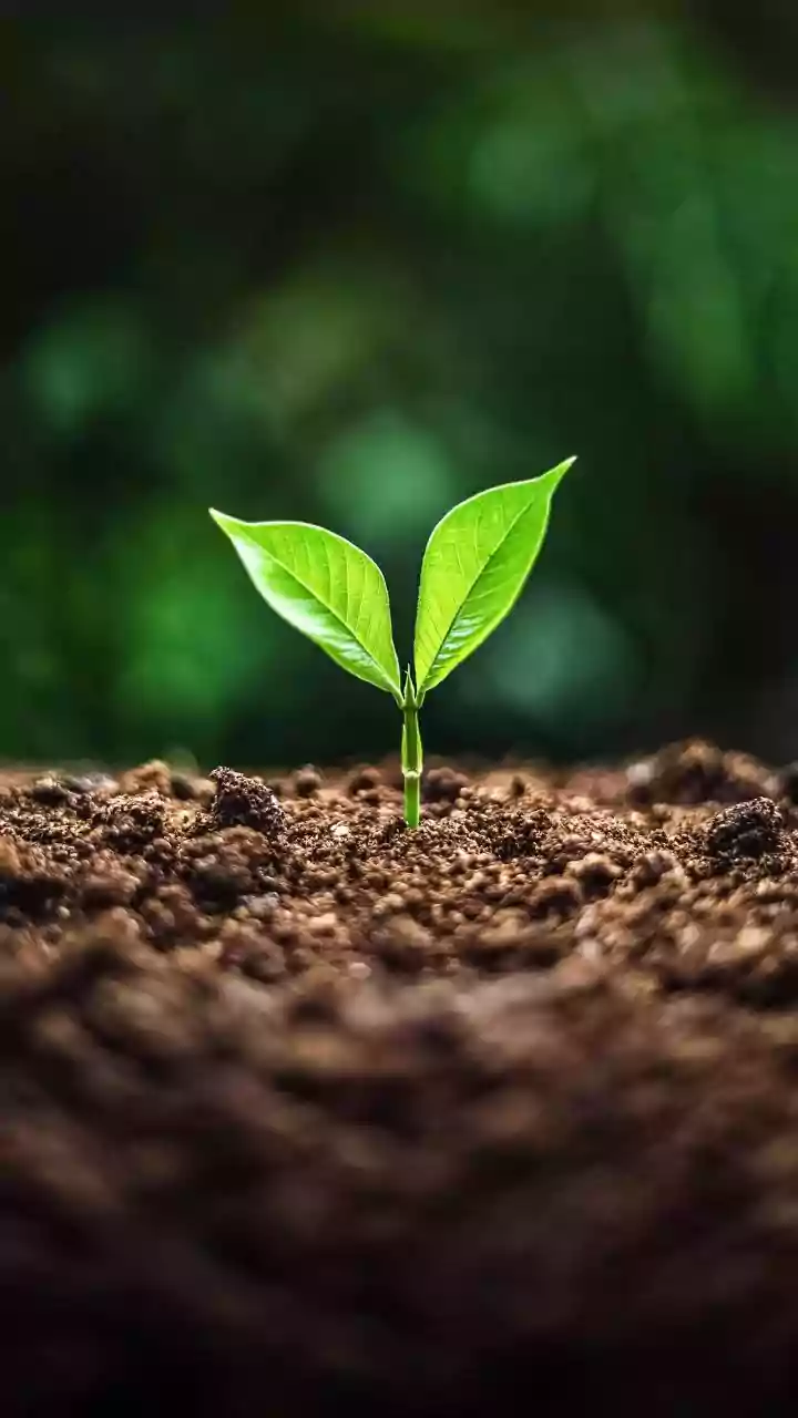Why Soil Restoration Is Gaining New Attention