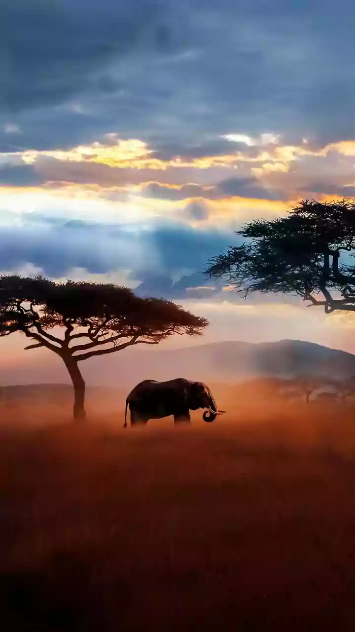 Skateboarding in the savannas: A must-try experience