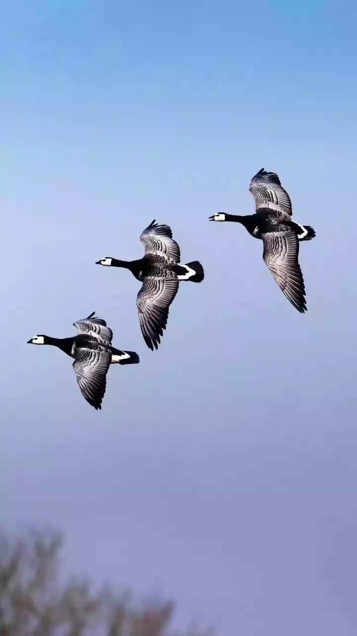 Why Birds Use Constellations Star Maps and Sun Positions For Long Distance Navigation