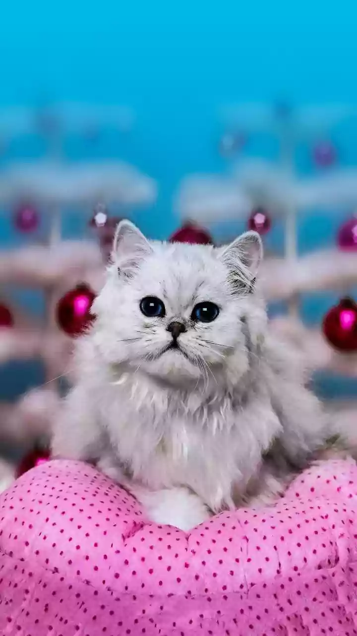 The Feline Factor: Why Angering a Cat Lover is a Risky Move