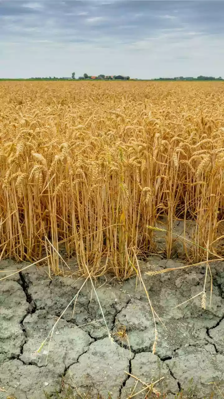 India Faces Agricultural Challenges Amid Fertilizer Crisis and Soil Degradation