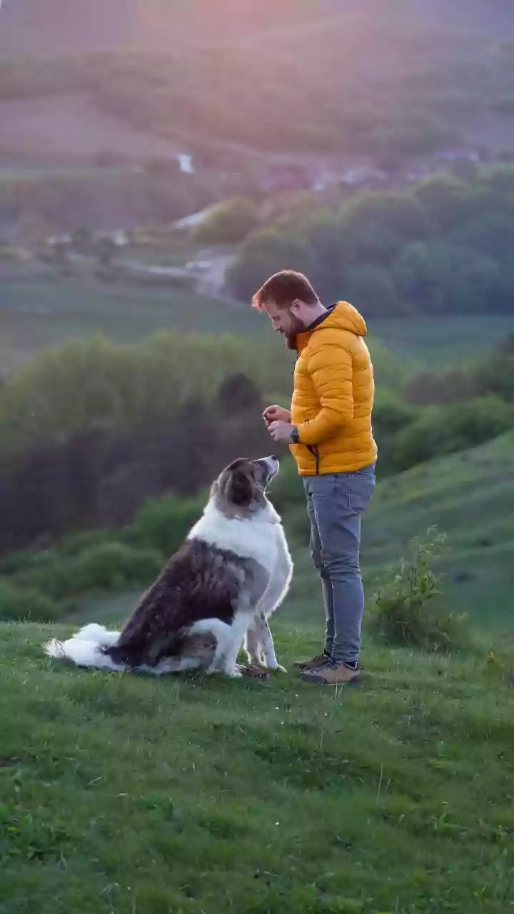 A Regular Routine Can Help Pets Become Familiar with Handling