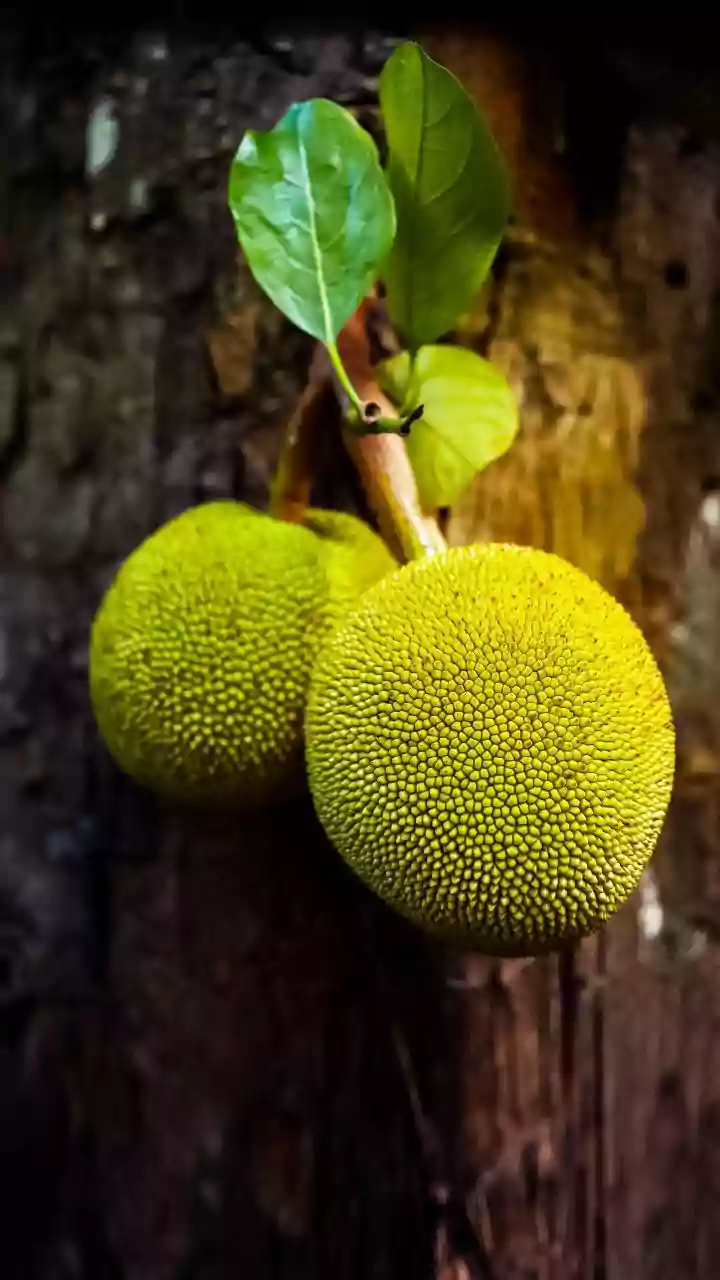 Food Ideas For Parsi Kathal Recipe: How Culinary Heritage Lives Through a Jackfruit Recipe