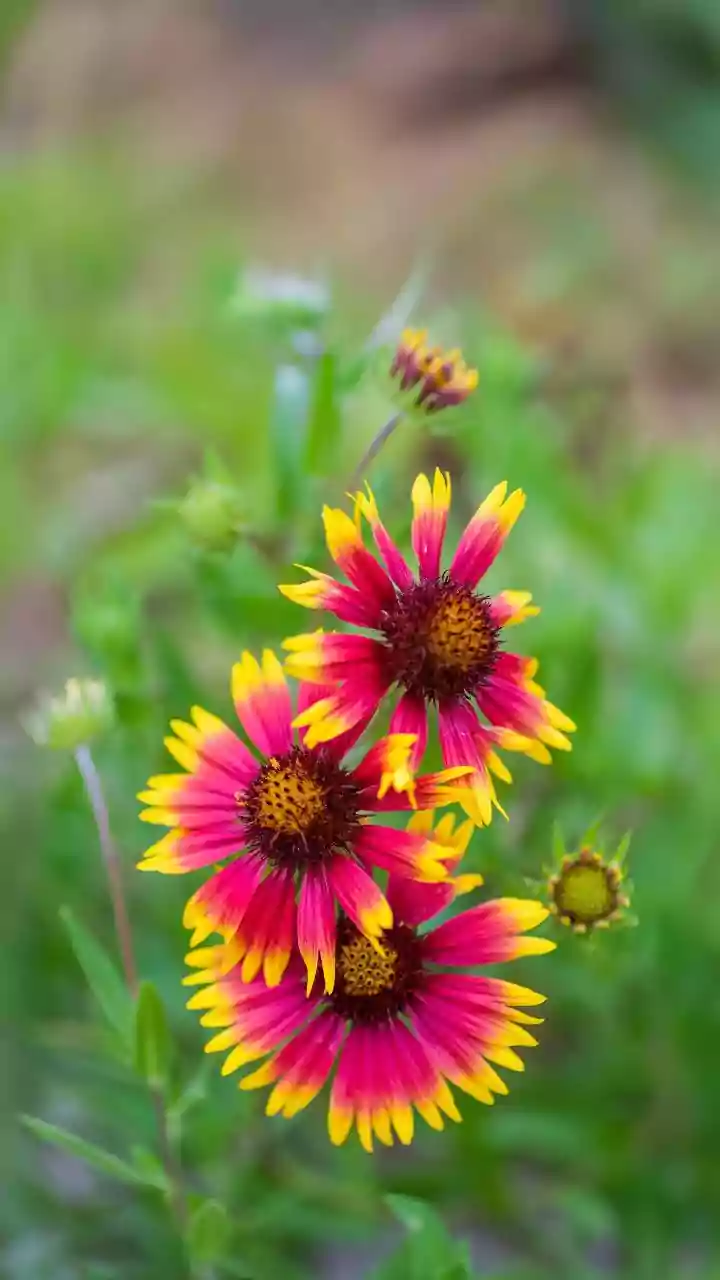 Indian Floral Trends Put Seasonal Availability Back into Planning