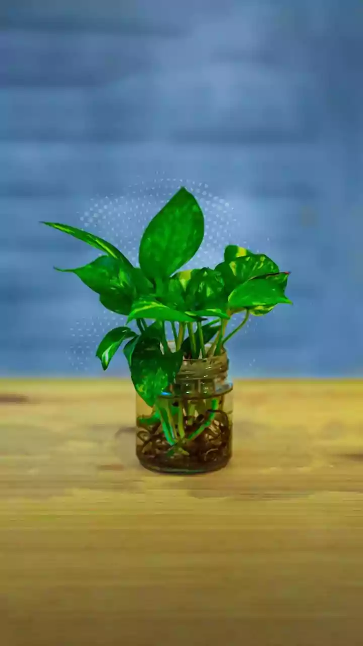 Turn Trash Into Decor With Hydroponic Money Plant Bottle Stations