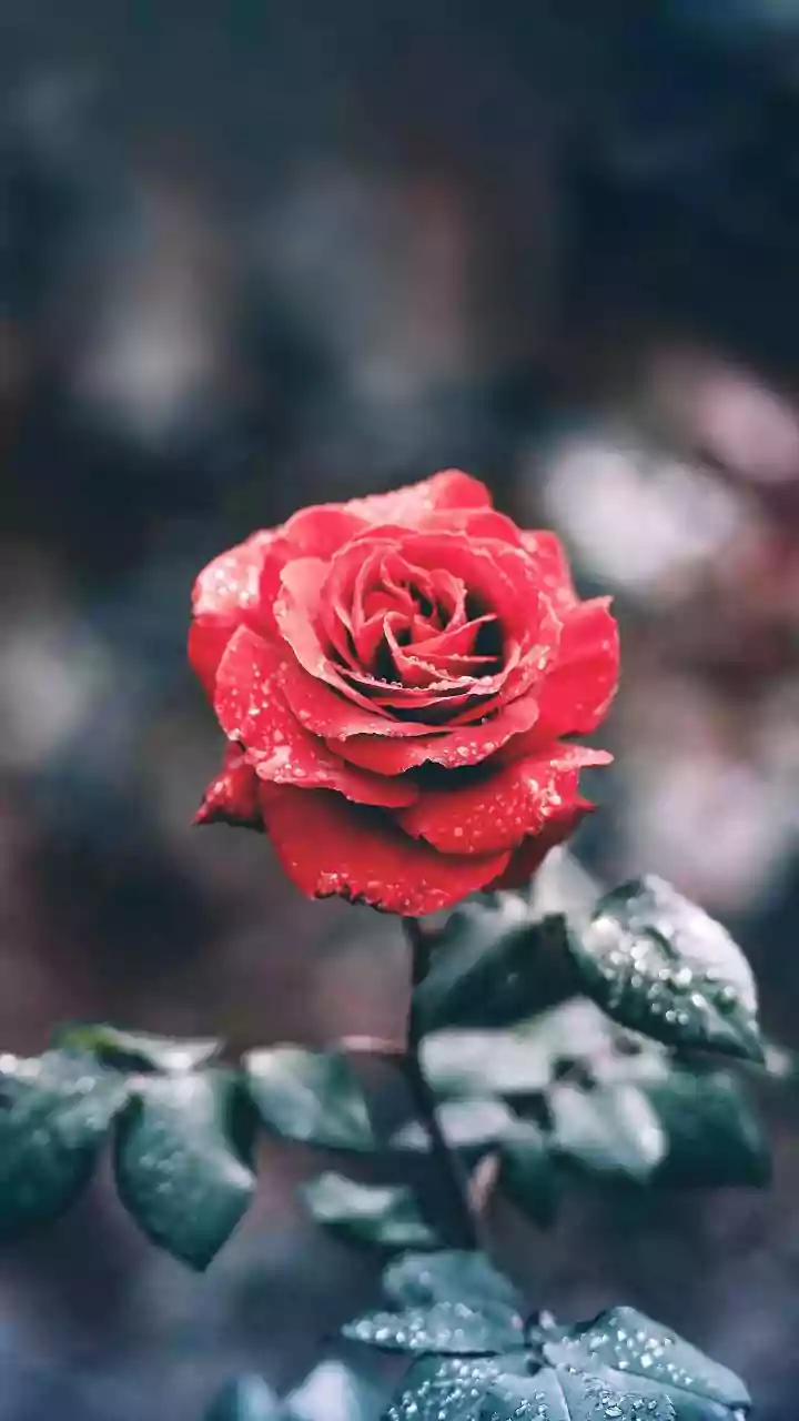 Unlocking the Language of Love: 8 Rose Colors and Their Profound Meanings