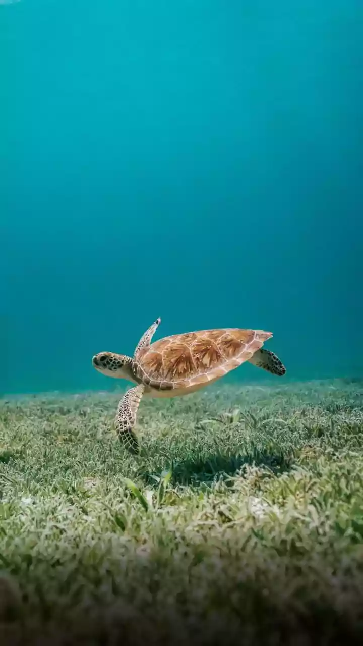New Research Puts Magnetic Memory Behind Olive Ridley Homing