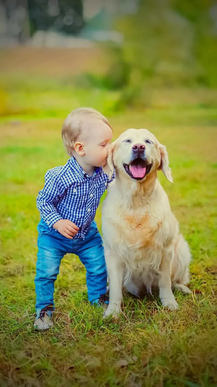 How readers can create an emergency fund for unexpected veterinary bills with India's Premium Pet Economy