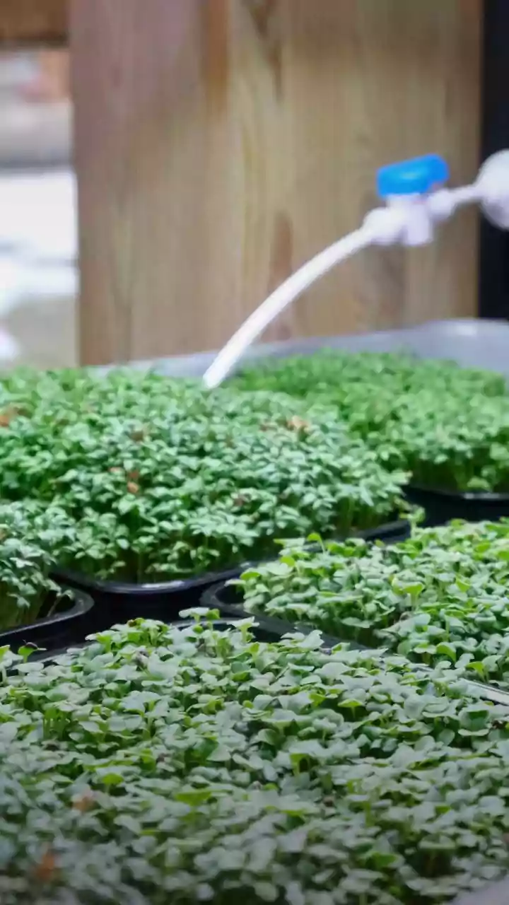 How to grow alfalfa sprouts at home