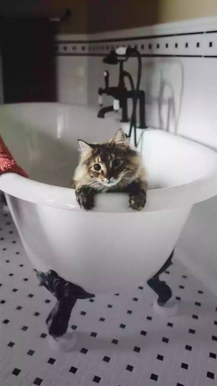 Banho espiritual em pets: curandeiras oferecem rituais de'limpeza energética'para cães e gatos