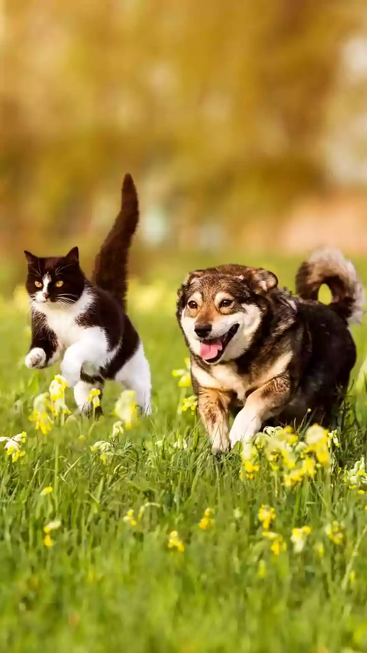 Dogs And Cats May React Differently To New Environments, Making Individual Preparation Important