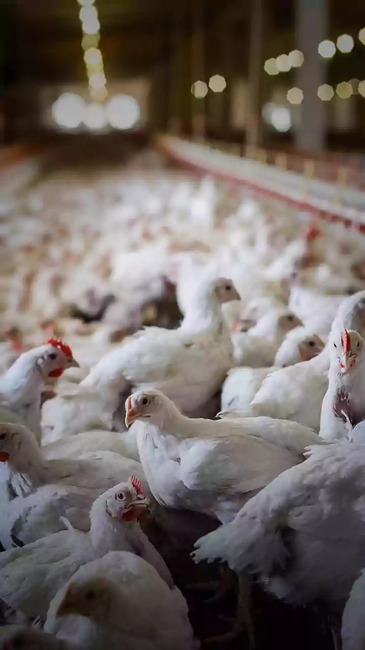 Indian scientists predict how bird flu could spread to humans