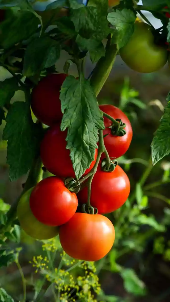 Grow Seasonal Veggies The Easy Way