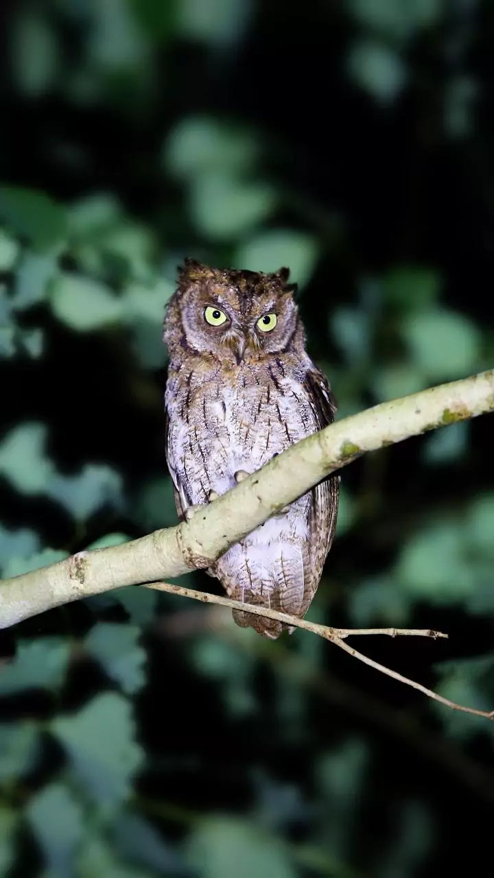 Night owls face 16% higher heart attack risk: Study