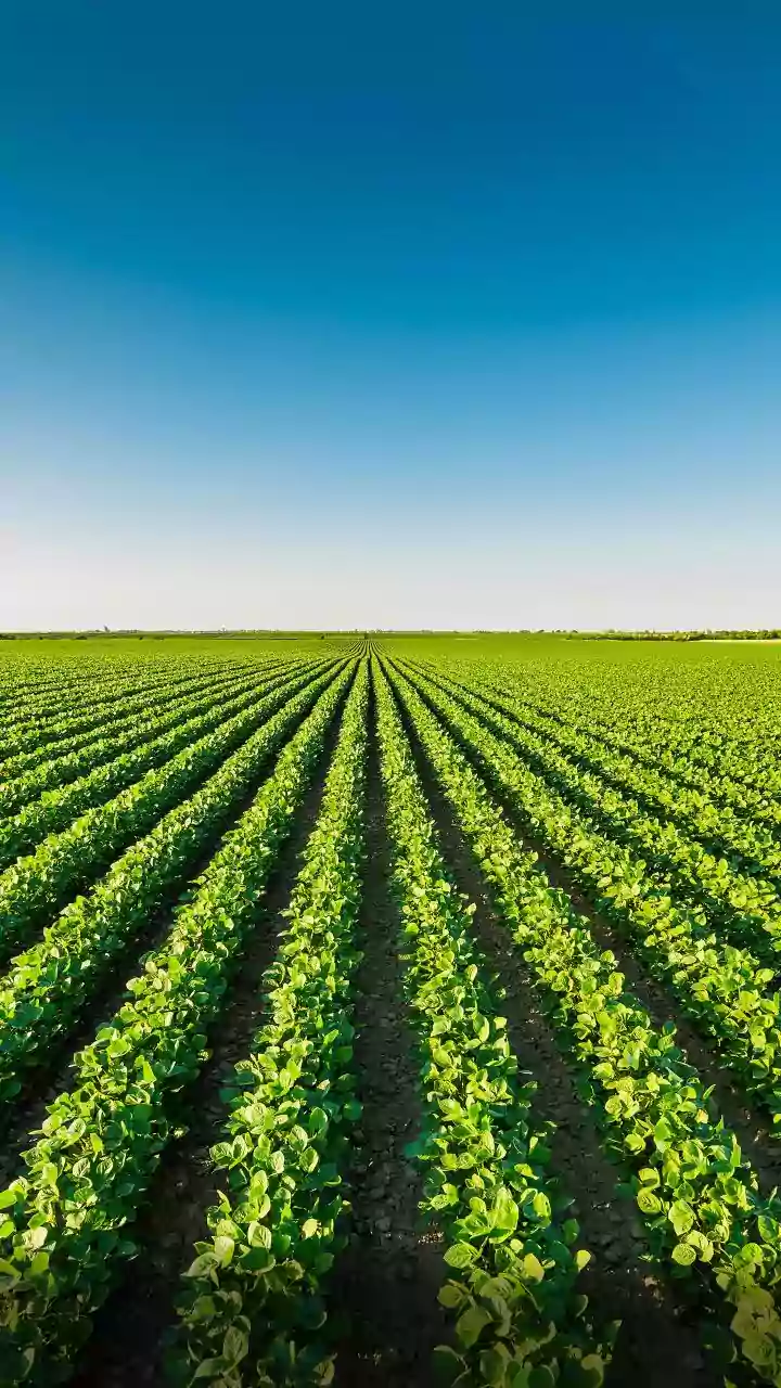 Cool season inspires Gujarat farmers to mulch with fallen leaves