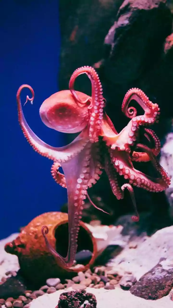 Rare 13-Feet-Long 'Seven-Arm' Octopus Filmed For Fourth Time In 40 Years | Watch