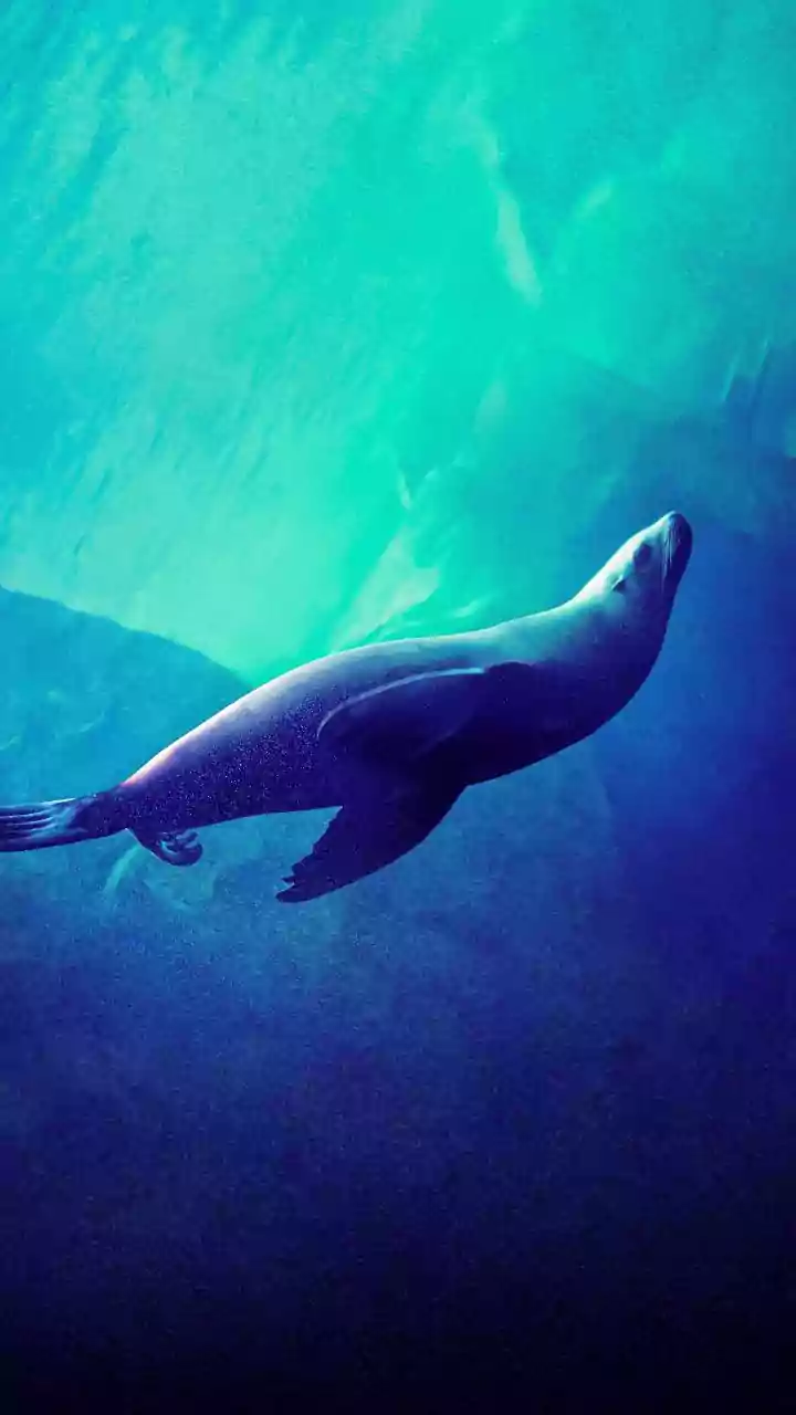 What The Deep Sea Reveals About Heat, Carbon And Climate