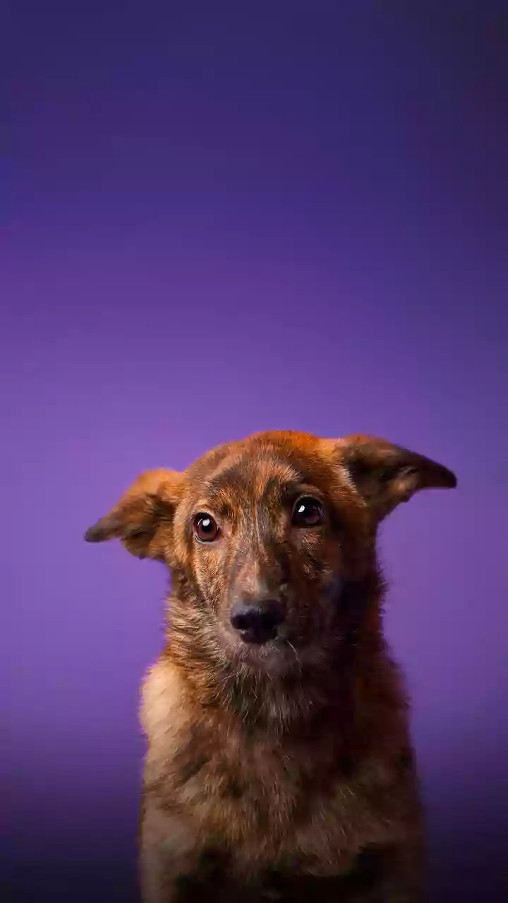 Kerala minister raises concerns over practicality of rehabilitating stray dogs after SC remarks