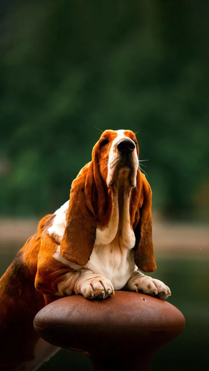 Indian Pet Parents Are Adding Tick Checks And Paw Cleaning To Their Monsoon Routines