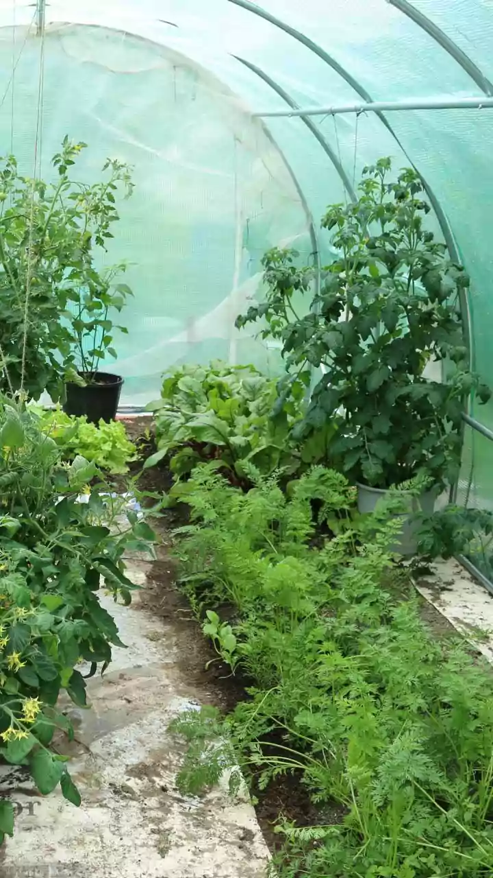 Winter Garden Planning: Your Guide to a Bountiful Harvest While the Ground is Frozen