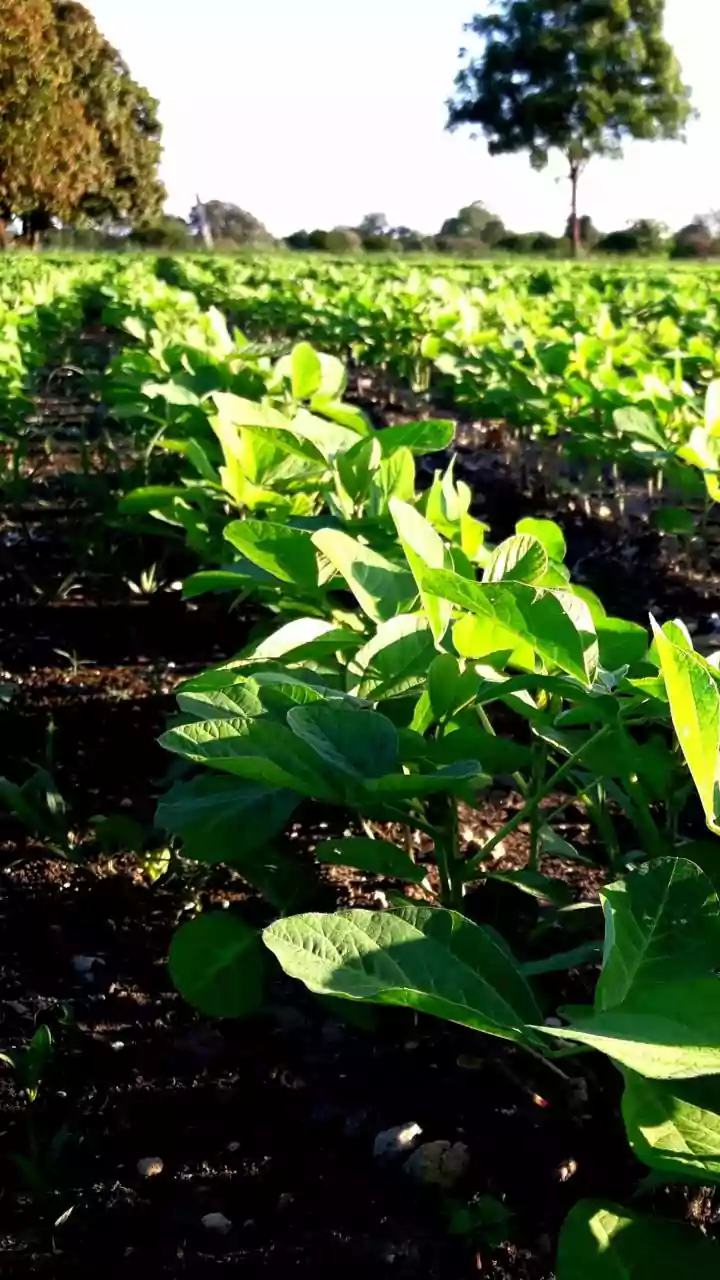 Plant Derived Battery Electrolytes Made From Ag Waste Create Safer Non Flammable EVs