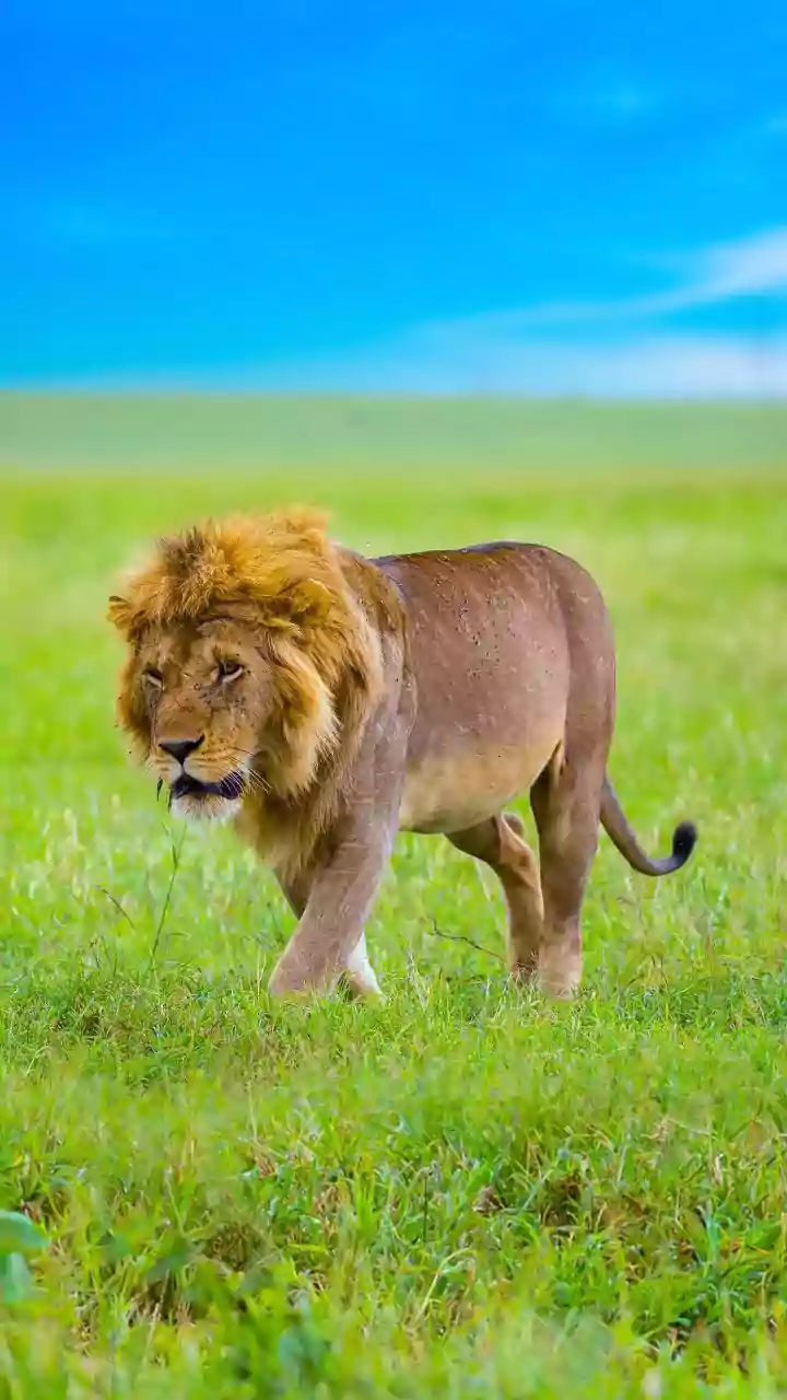 Barda Sanctuary Asiatic Lions: A Scientific Look at Barda's Recolonisation