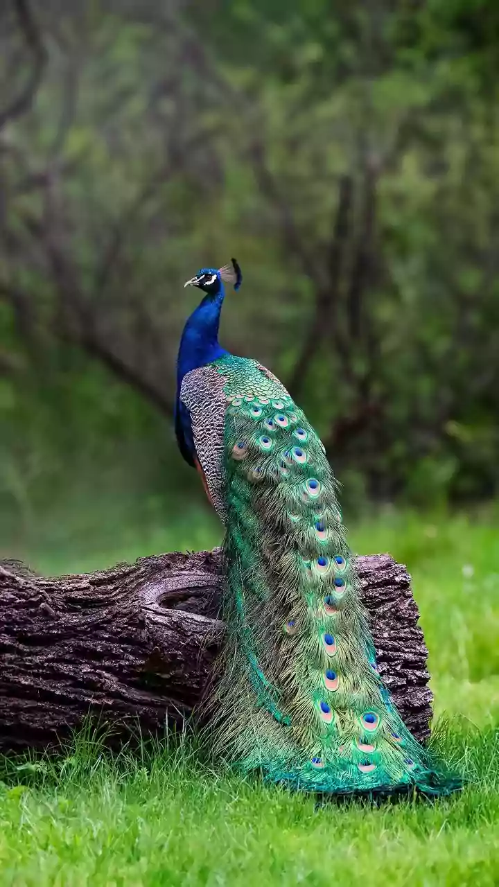 August Turns India's Wildlife Destinations Into Lush Nature Retreats