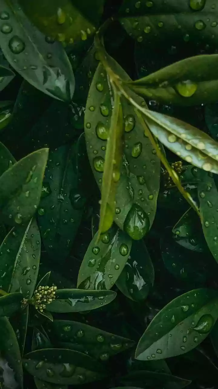 What Changing Rainfall Could Mean For India's Forest Wildlife And Plant Life
