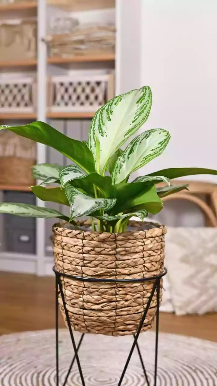 Bring Nature Indoors With Rain-Friendly Plants That Are Easy To Grow