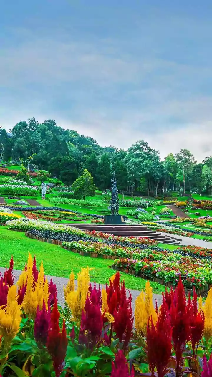 10 Blooms of November: A Floral Guide for India