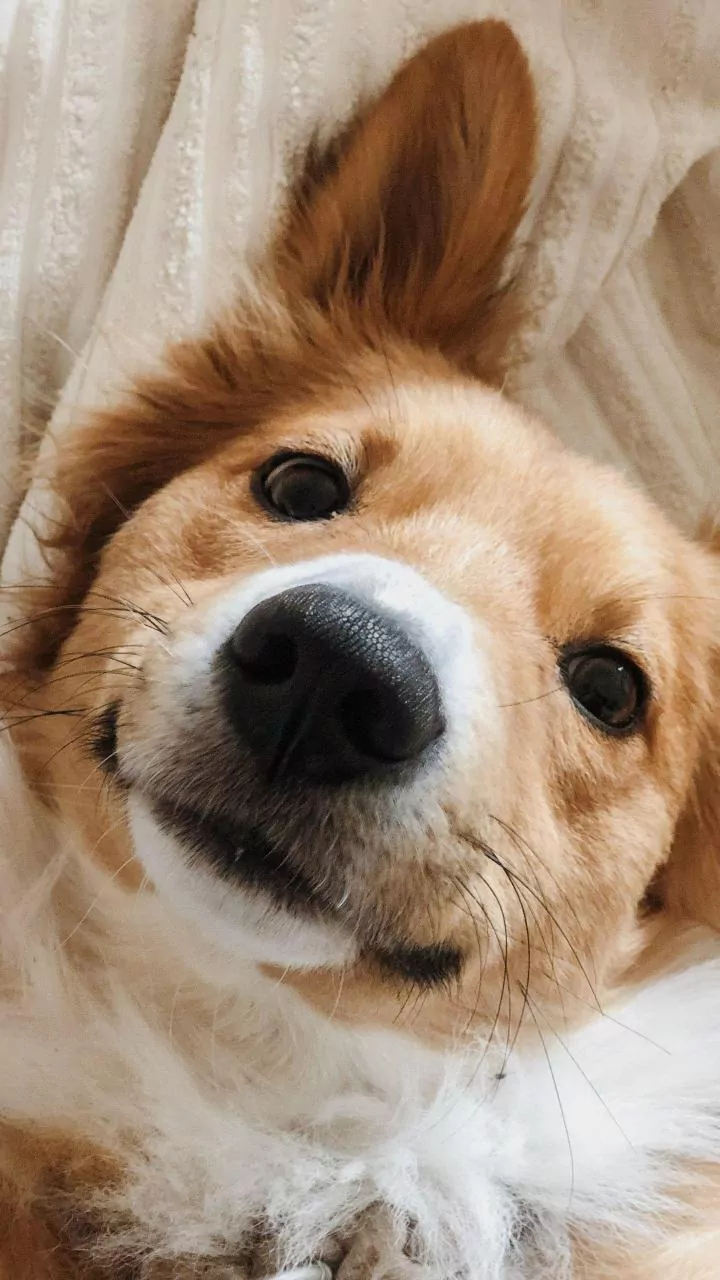 Top 10 Instagram Dog Breeds Dominating 2026: The Internet's Viral Canine Stars