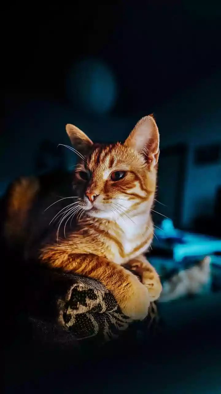 Cor do gato e espiritualidade: descubra o significado místico por trás do seu companheiro