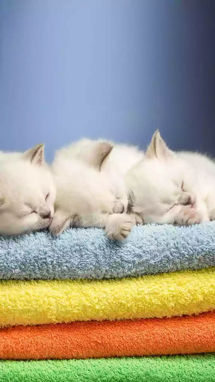 6 Adorable Sleeping Puppies to Melt Your Stress Away Instantly
