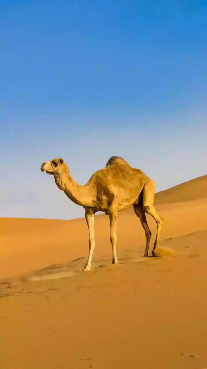 Saudi Arabia's Snowfall: A Rare Winter Wonder