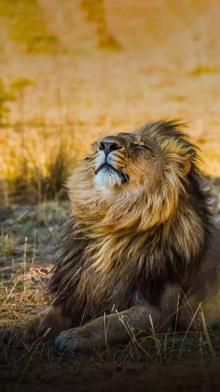 Gujarat Lost 300+ Lions Despite Big Spending