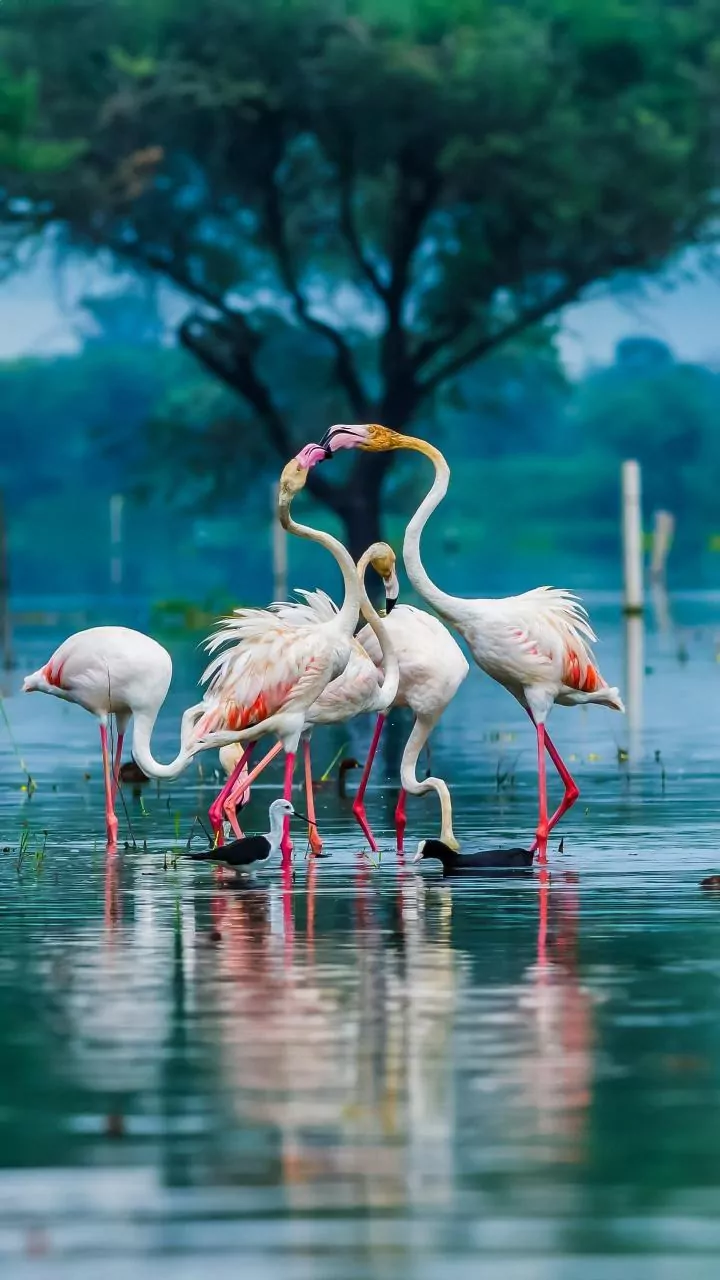 Why November Is Prime Time For Spotting Migratory Waterfowl In Indian Wetland Reserves