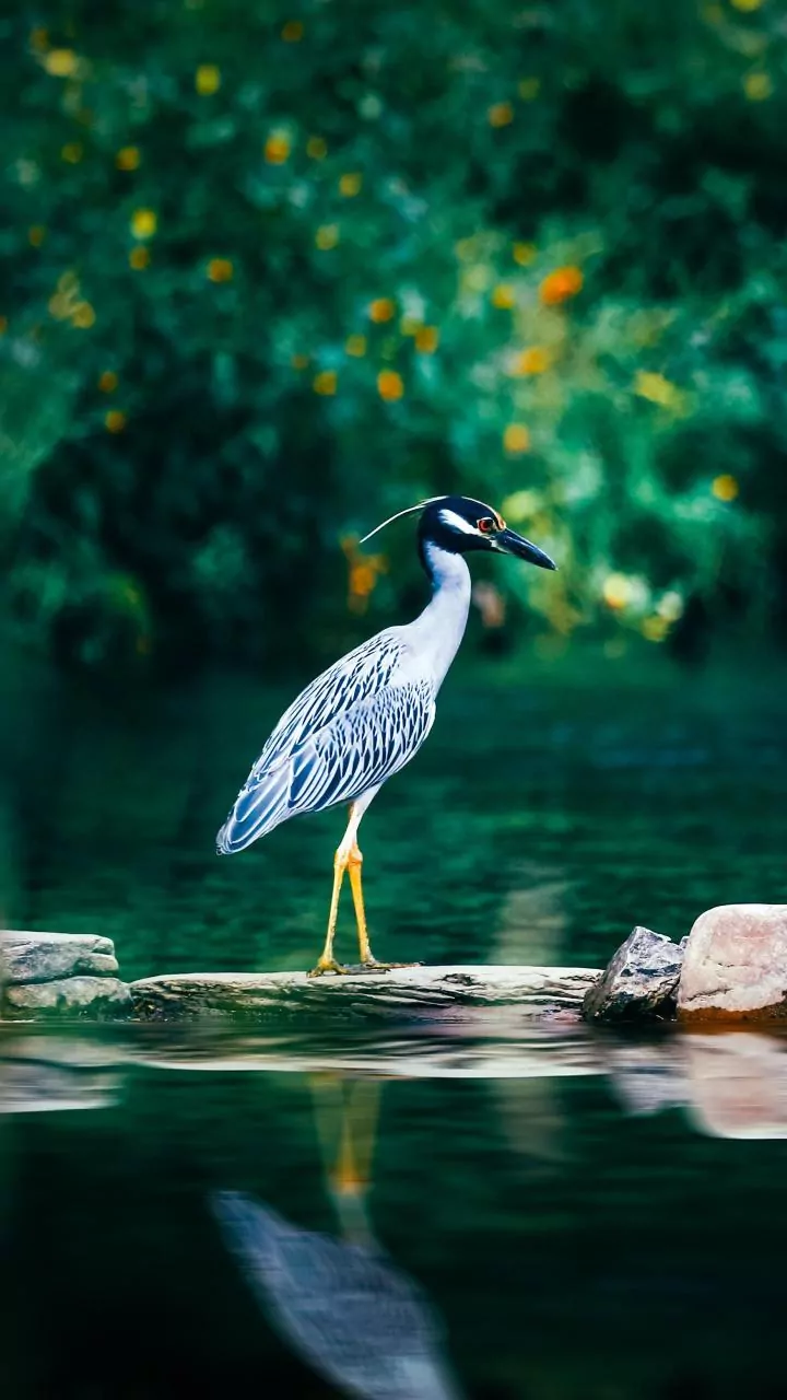 HP: Two new bird species spotted in Kangra's lake, identification awaited