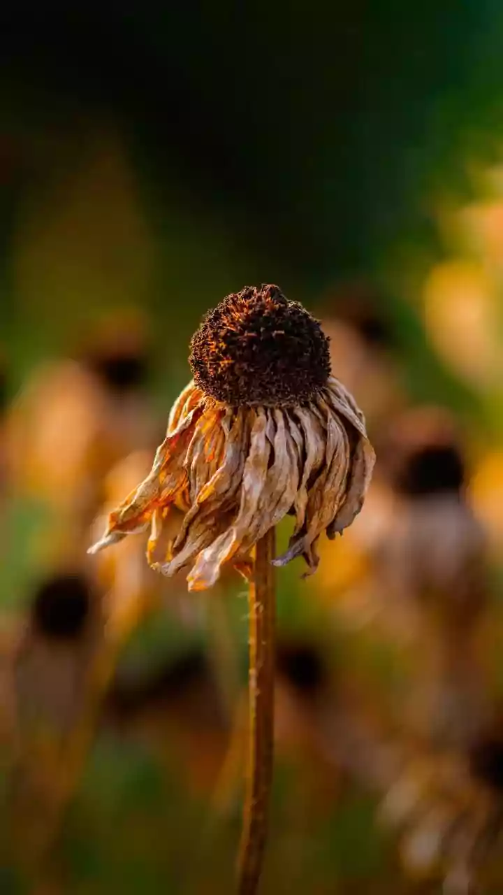Understanding Heat-Related Illnesses in India