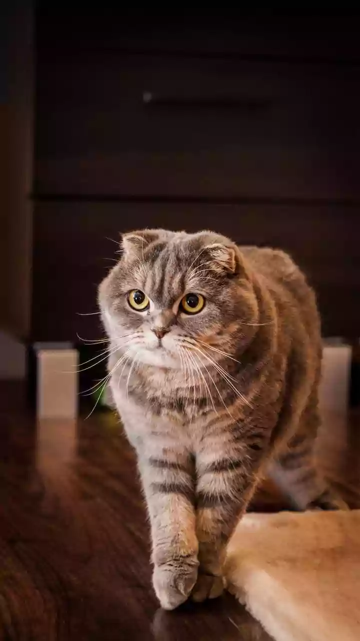 A Dry Floor Is Safer for Paws After Cleaning