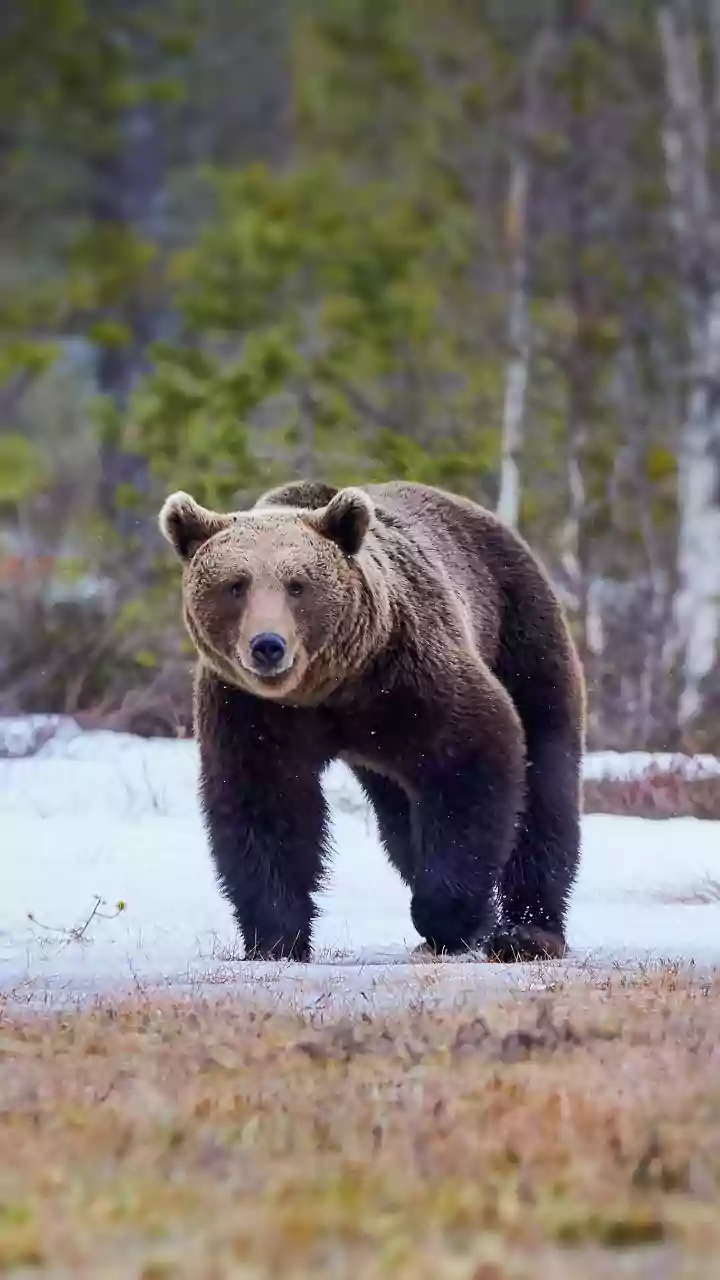 A Traveller's Guide To Canadian Rockies Trails: Wildlife Awareness on Canadian Mountain Hiking Trails