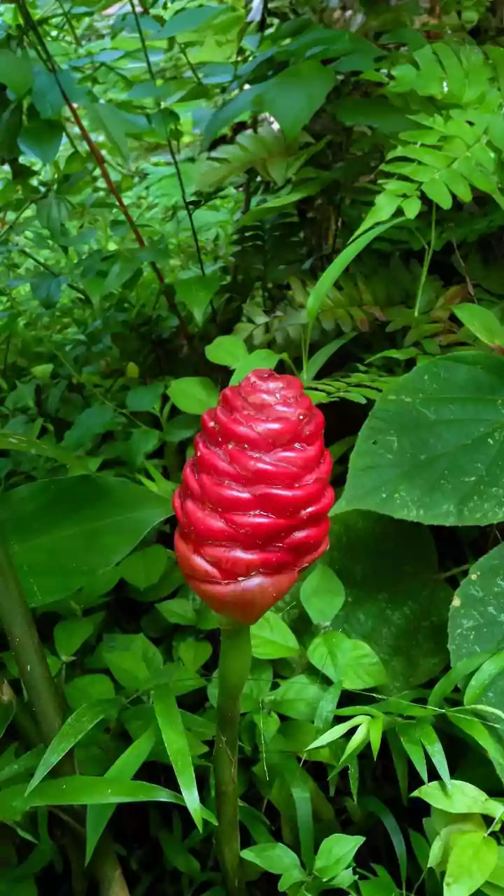 You must visit these botanical wonders in Sao Tome, Africa