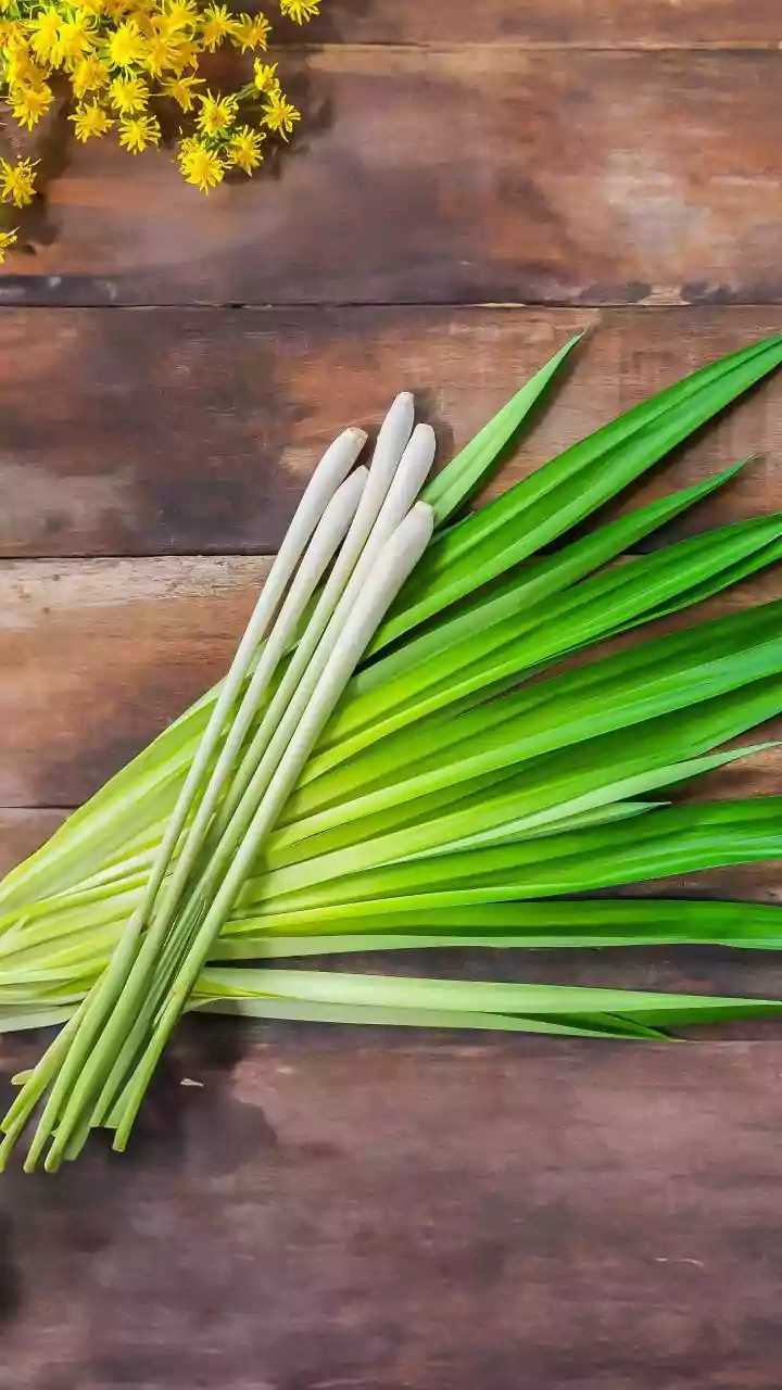 Pongal 2026: The Harvest Festival's Deep Roots