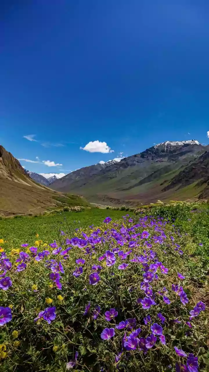 Valley of Flowers: Asia's Premier Floral Paradise Ranked Top Destination