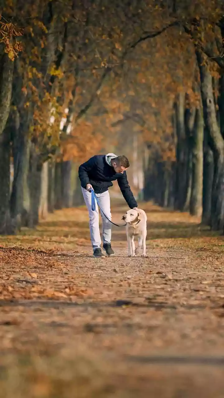Dog Walks Add Personality To Urban Getaways