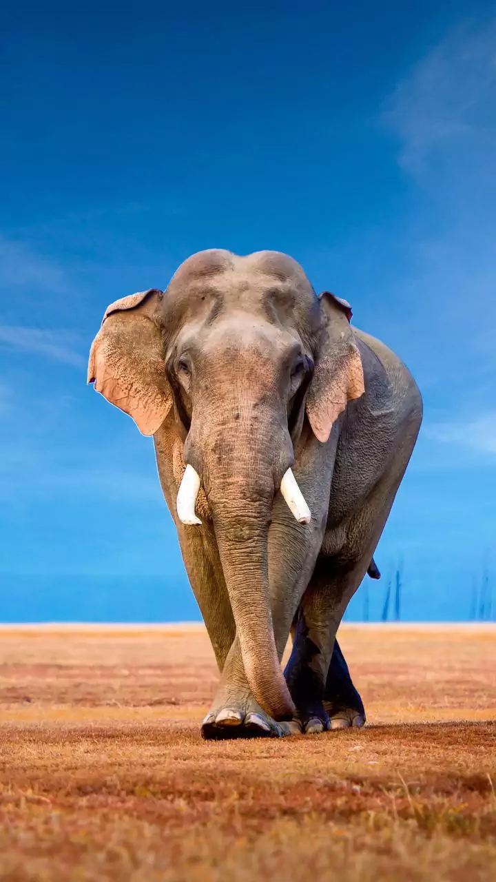 Wild elephant dies after eating suspected explosive materials in Odisha's Angule