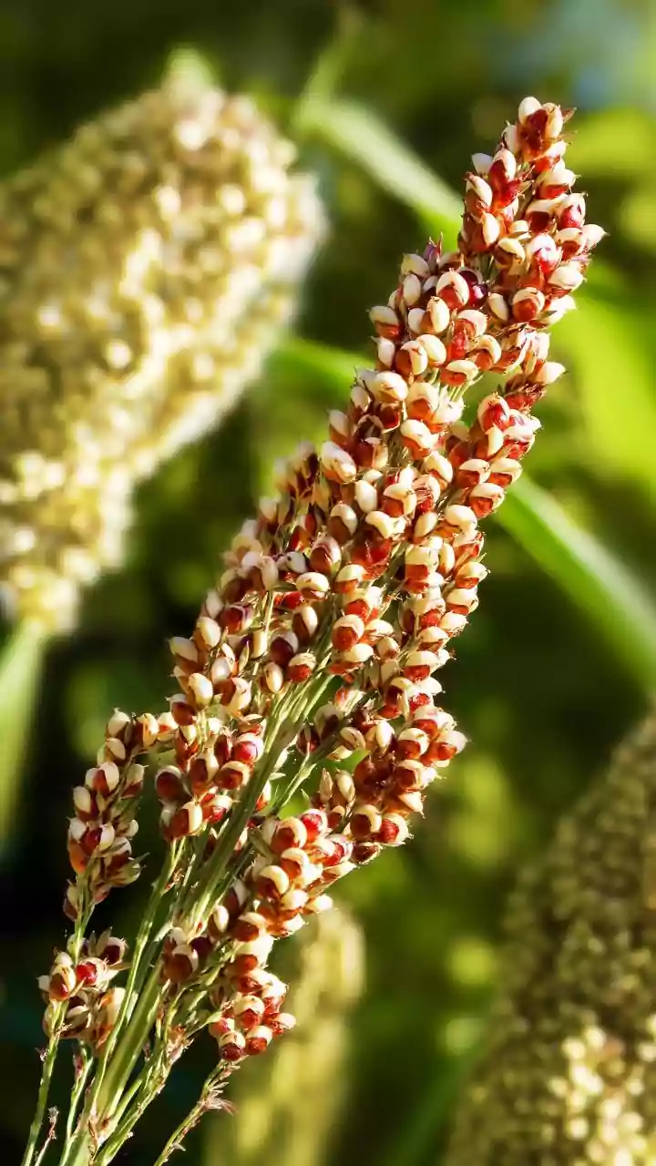 How Pastry Chefs Make Brownies Healthier Using Finger Millet And Sorghum
