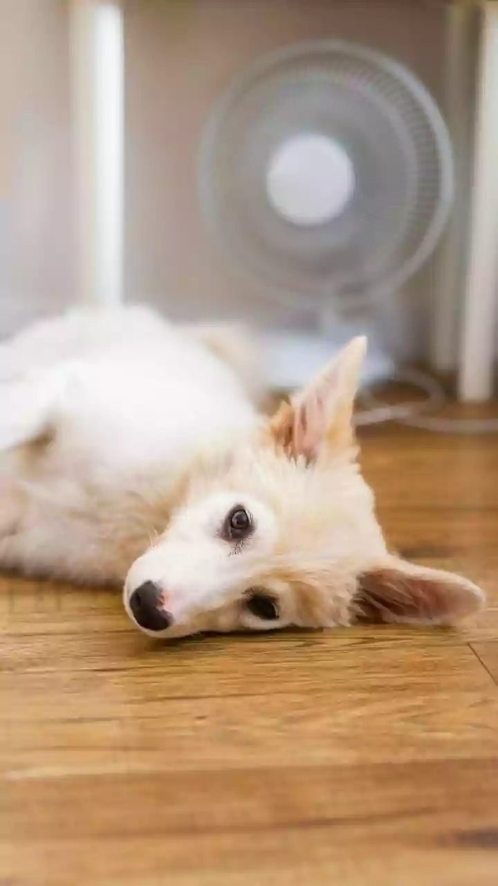 Você deve deixar o ar condicionado ligado para seus animais de estimação?